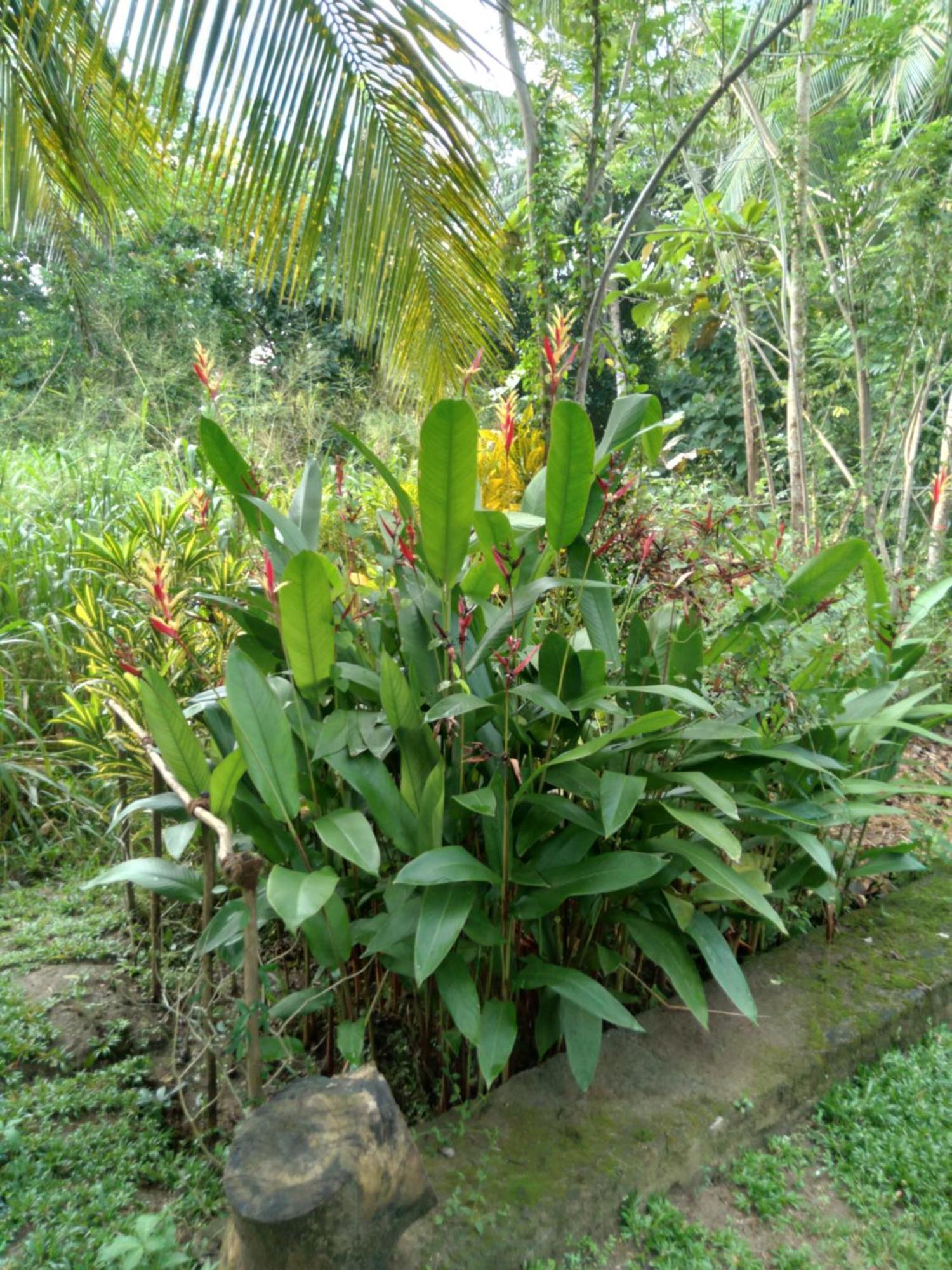 Home In The Island Tangalle Luaran gambar